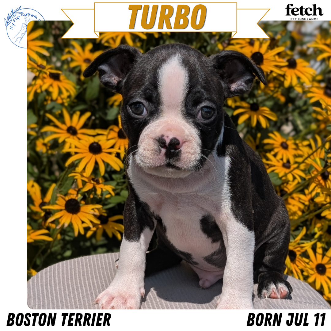 BOSTON TERRIER (JUL 11) 4 FEMALES/4 MALES