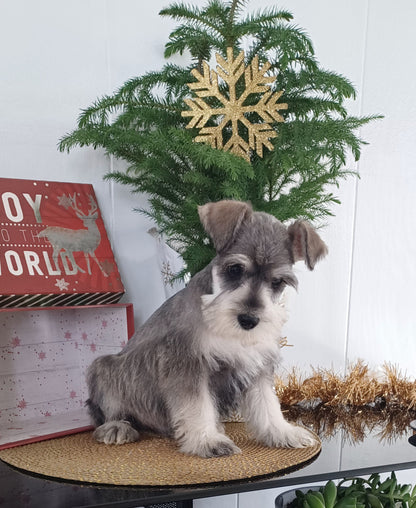 MINI SCHNAUZER (10/03) MALE