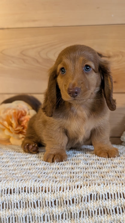 MINI DACHSHUND (JUL 30) 4 MALES/1 FEMALE