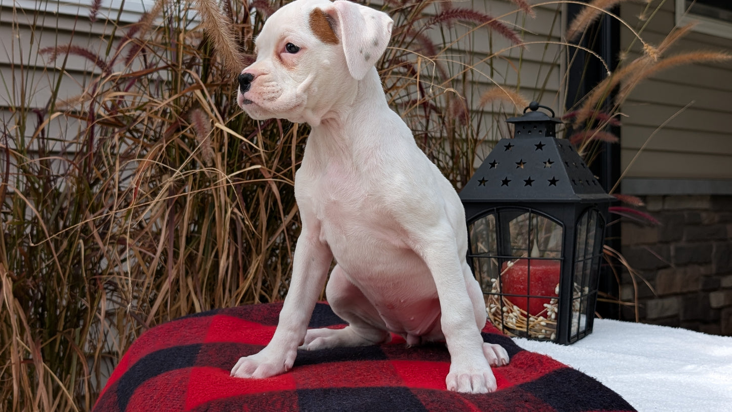 BOXER (08/20) FEMALE