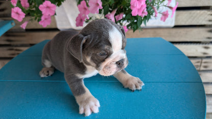 ENGLISH BULLDOG (06/30) MALE