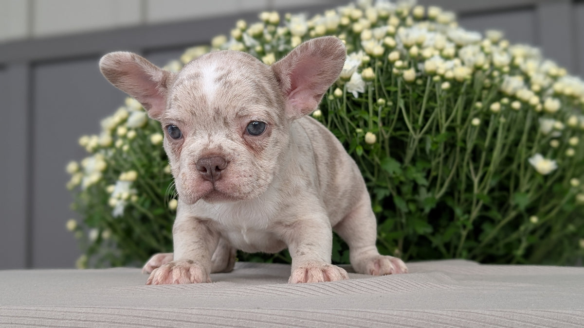 FRENCHTON (JUL 24) 1 FEMALE/1 MALE