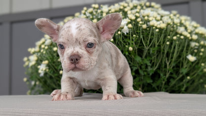 FRENCHTON (JUL 24) 1 FEMALE/1 MALE