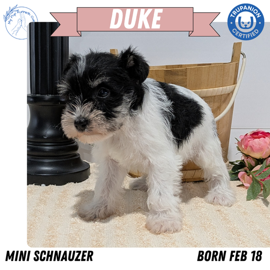 MINI SCHNAUZER (02/18) MALE