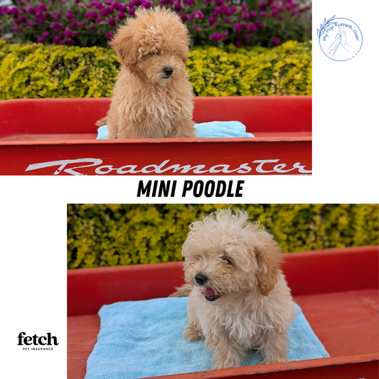 MINI POODLE (JUN 21) 4 MALES