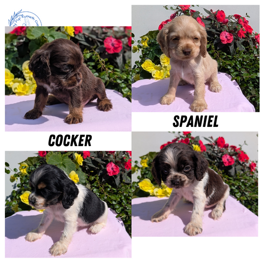 COCKER SPANIEL (07/16) FEMALE