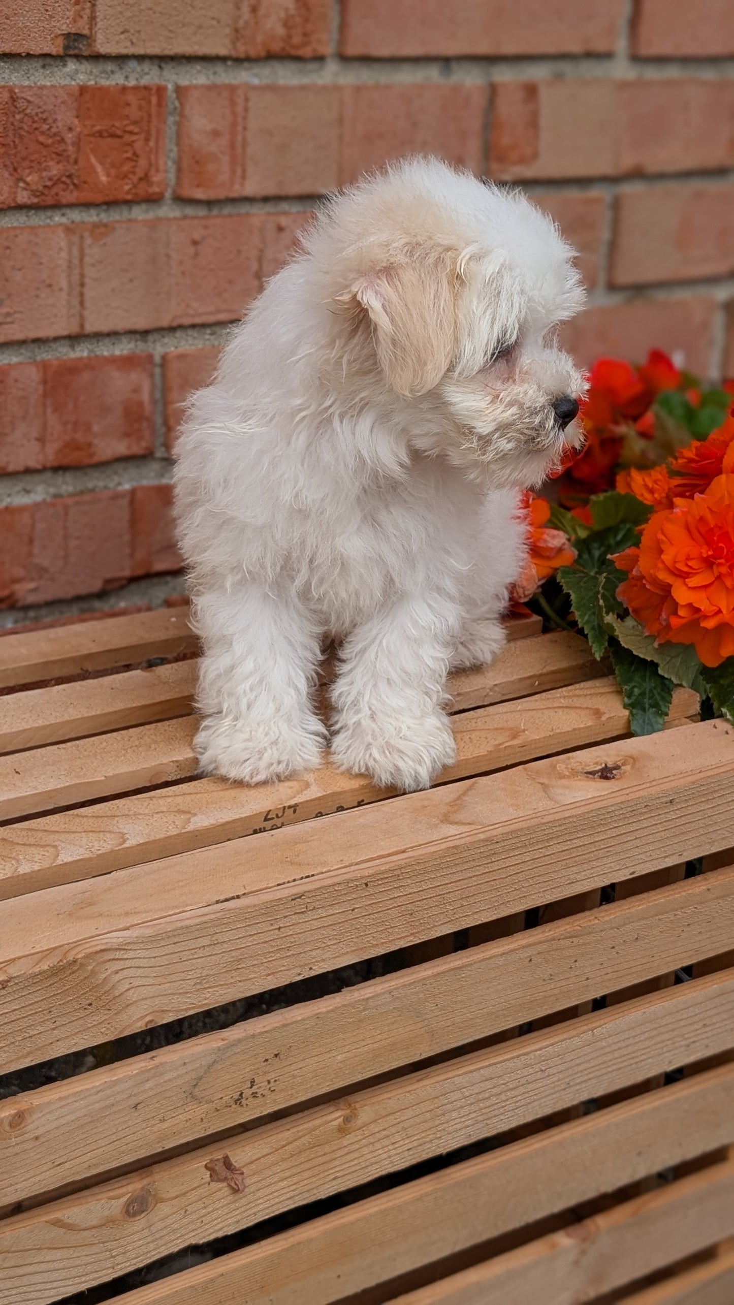 HAVANESE (MAY 14) MALES