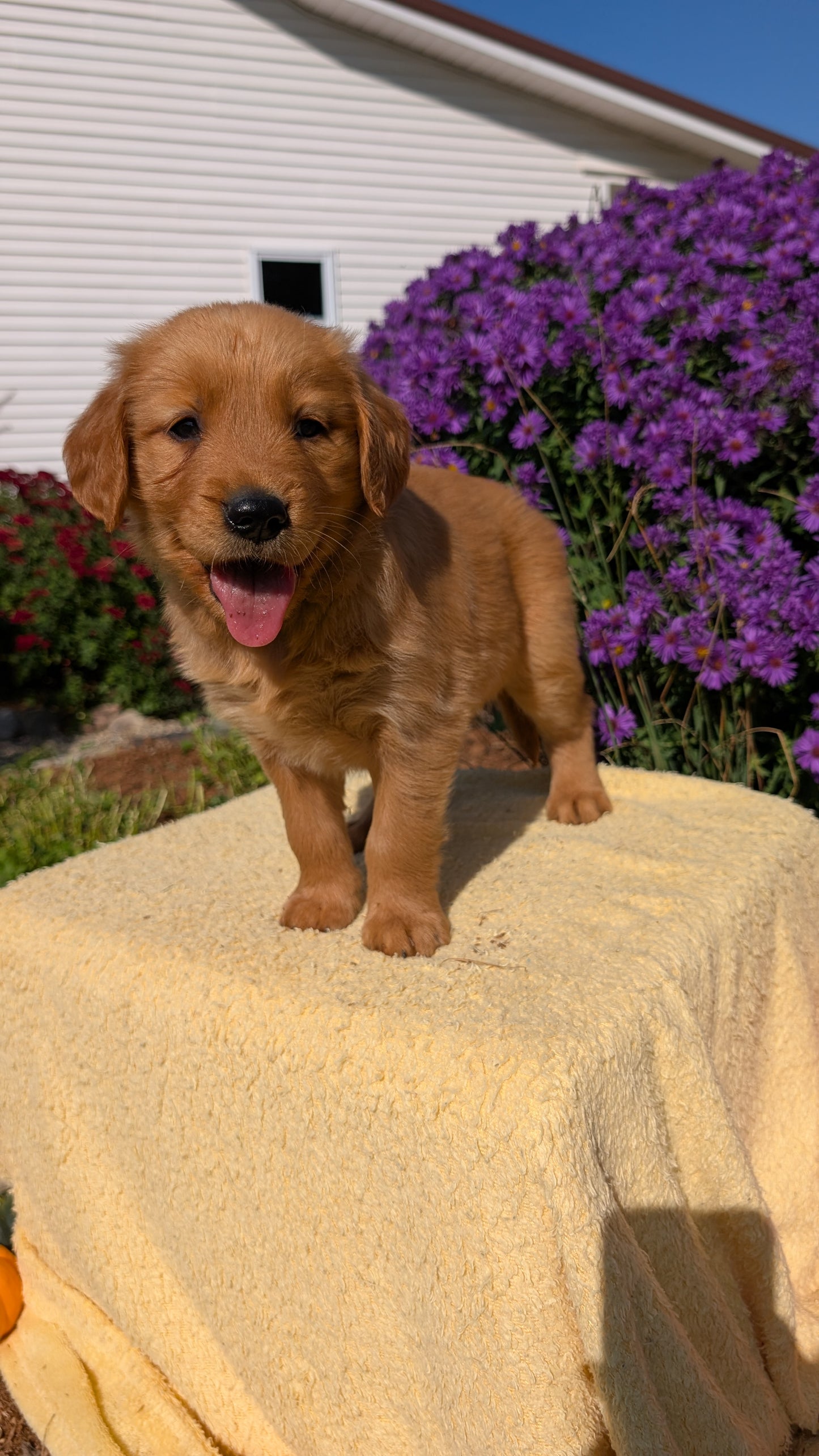 GOLDEN RETRIEVER (08/14) FEMALE
