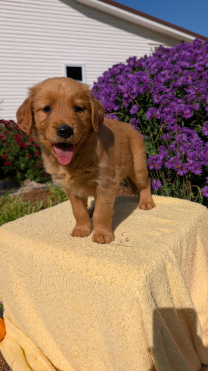 GOLDEN RETRIEVER (08/14) FEMALE