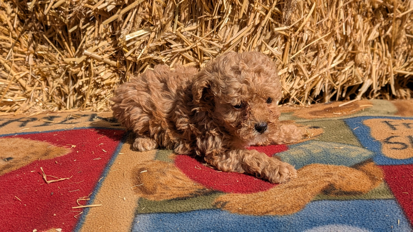 TOY POODLE (02/01) FEMALE