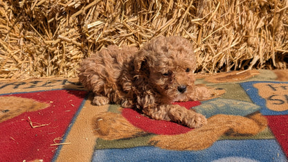 TOY POODLE (02/01) FEMALE