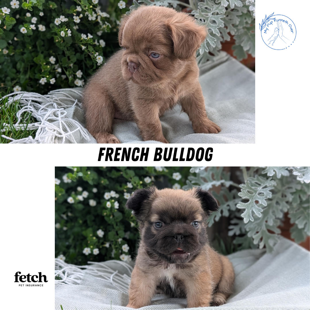 FRENCH BULLDOG (MAY 26) MALE