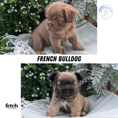 FRENCH BULLDOG (MAY 26) MALE