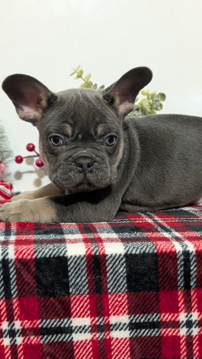 FRENCH BULLDOG (OCT 03) MALES