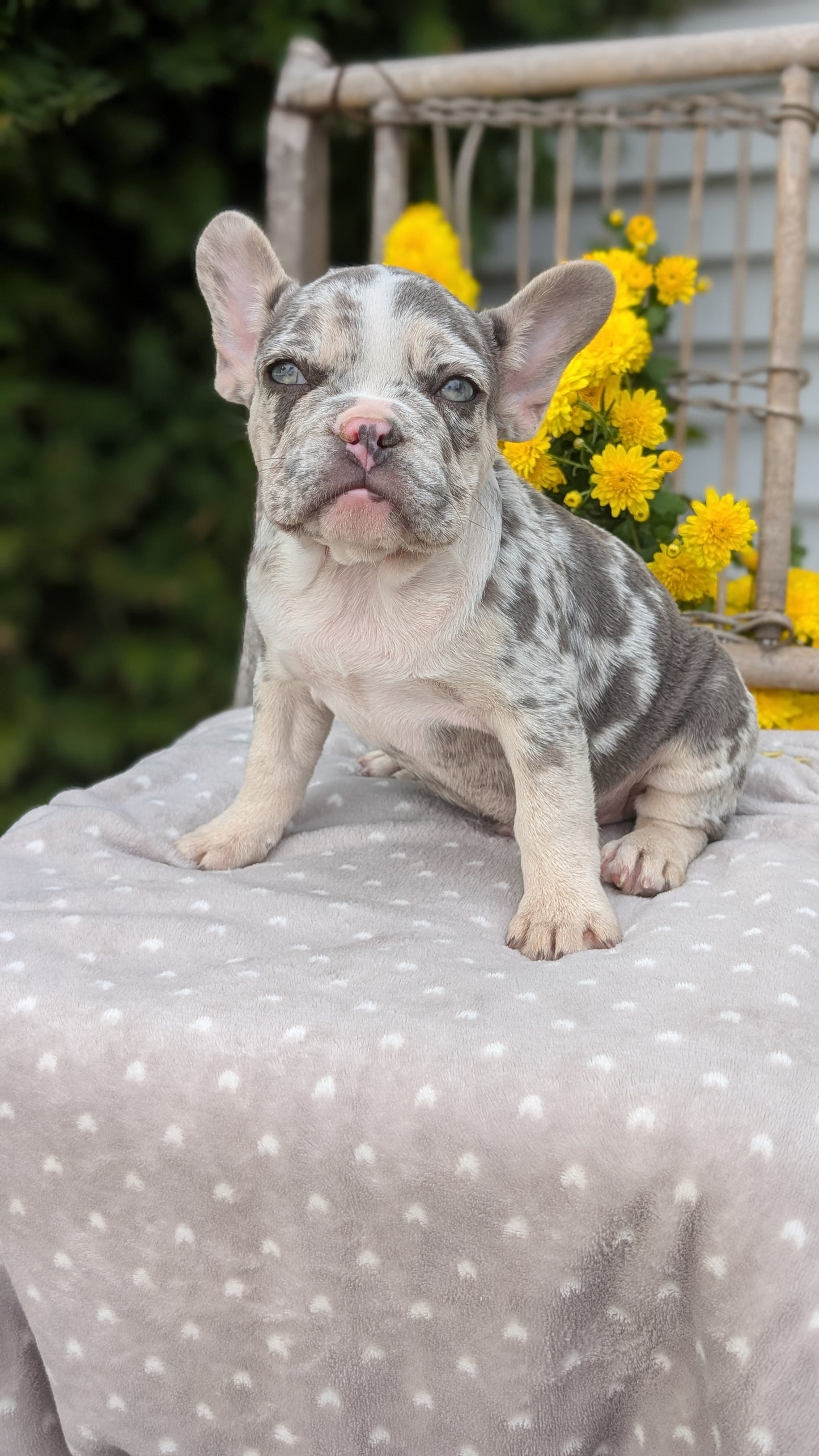 FRENCH BULLDOG (07/29) MALE