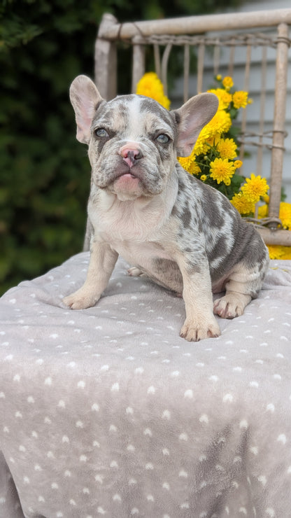 FRENCH BULLDOG (07/29) MALE