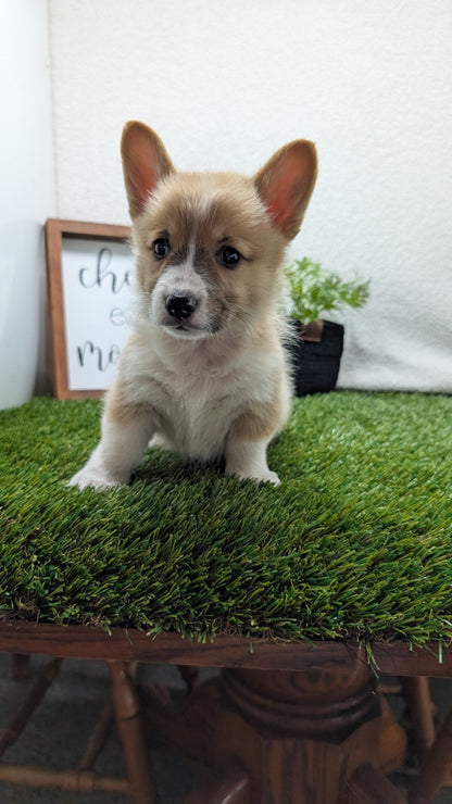 CORGI (07/10) MALE