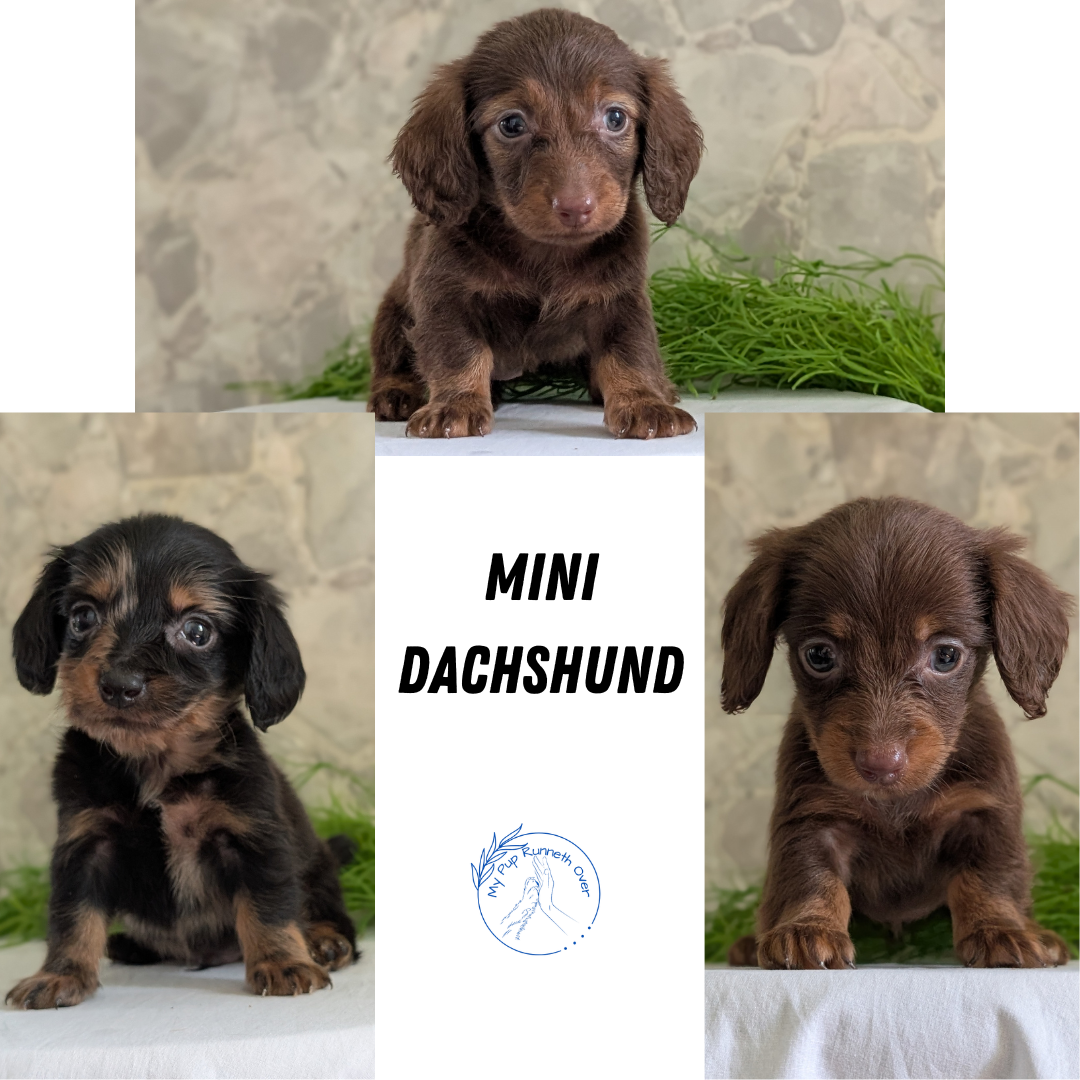 MINI DACHSHUND (APR 29) MALE