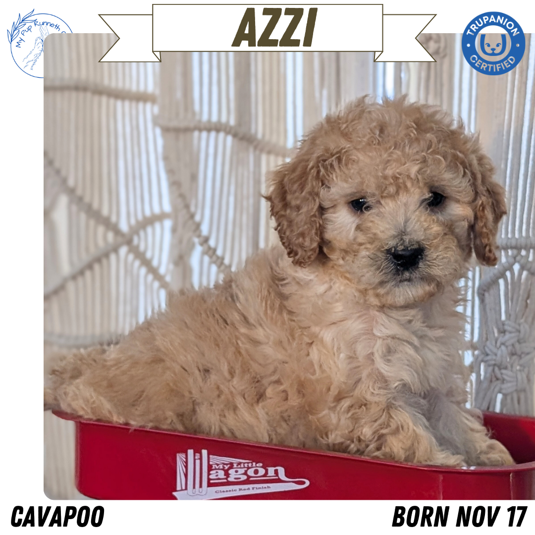 CAVAPOO (NOV 17) FEMALES
