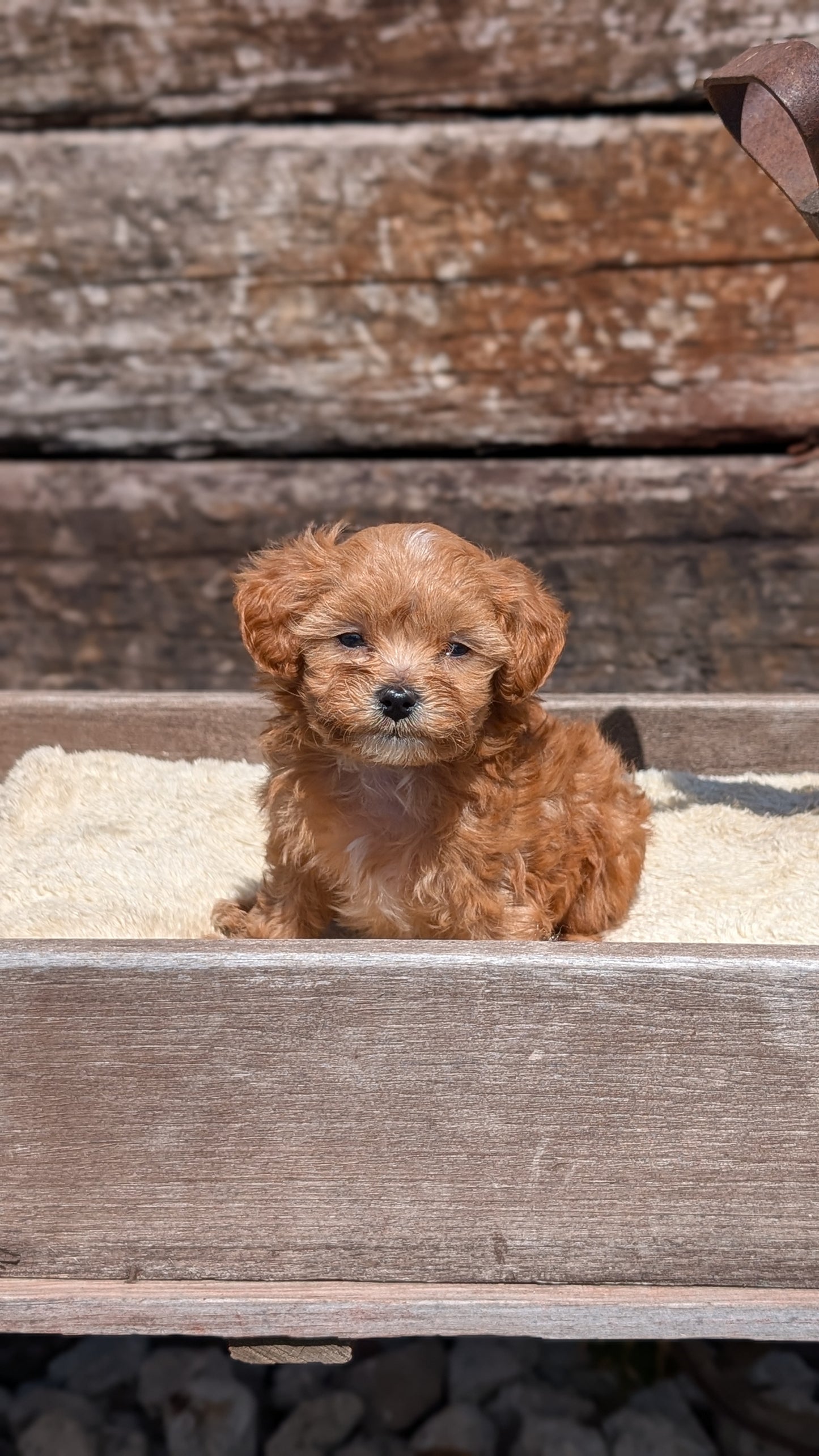 CAVAPOO (MAY 12) MALES
