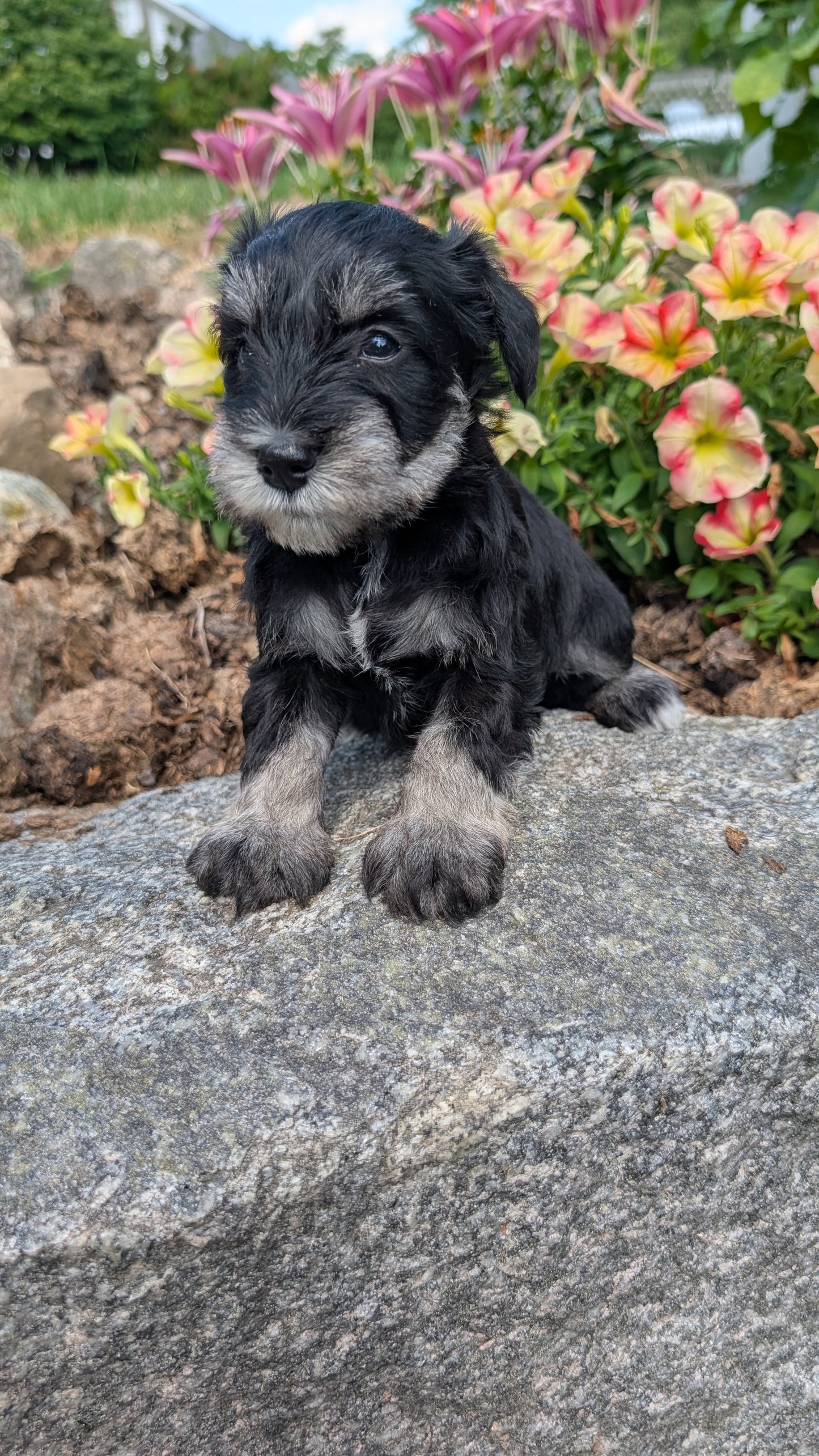 MINI SCHNAUZER (05/29) MALE