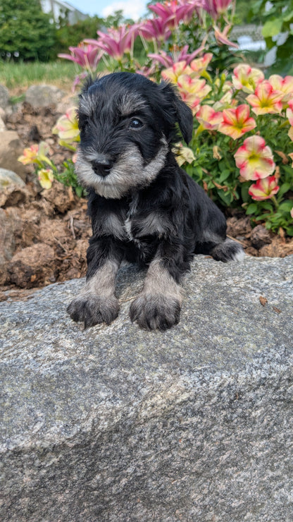 MINI SCHNAUZER (05/29) MALE