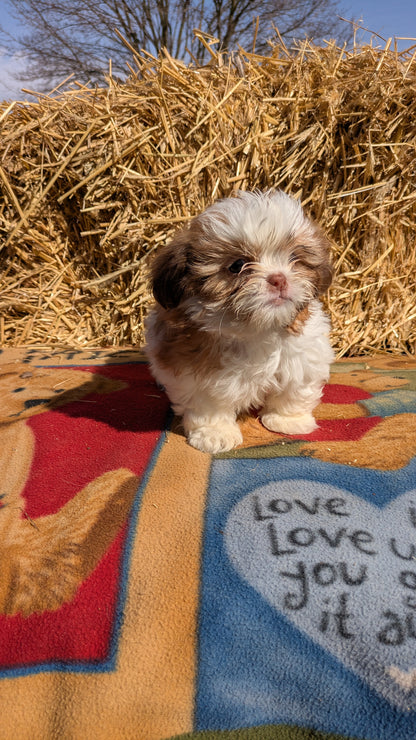 SHIH TZU (01/23) FEMALE