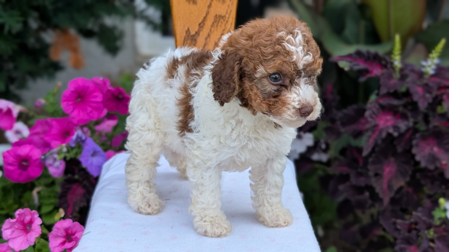 MALTIPOO (JUN 11) MALES