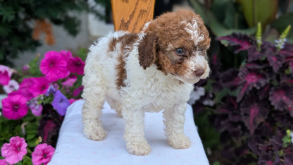 MALTIPOO (JUN 11) MALES