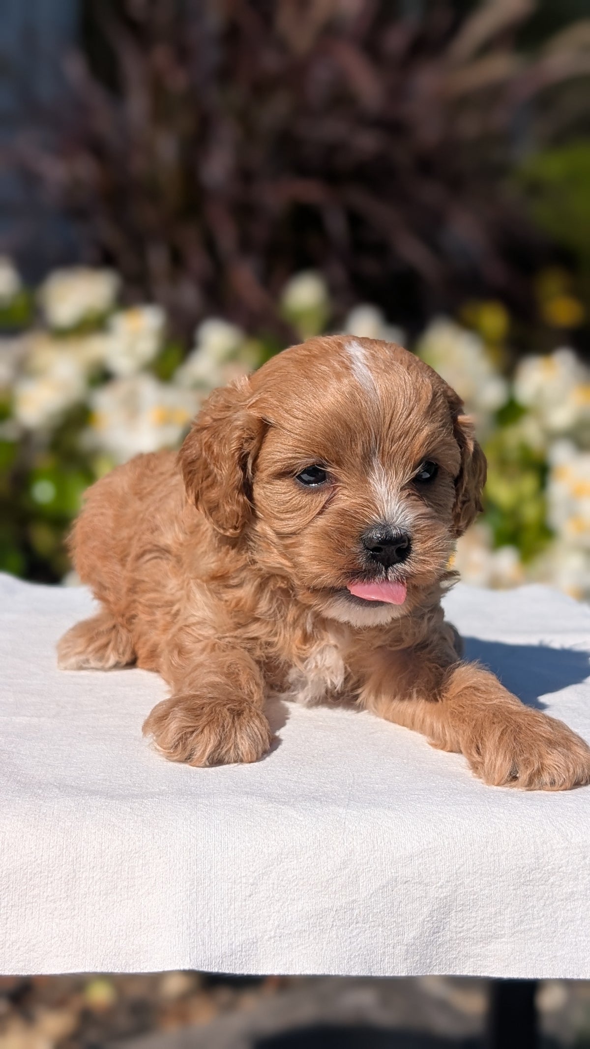 CAVAPOO (AUG 20) 2 MALES/1 FEMALE