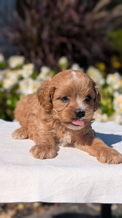 CAVAPOO (AUG 20) 2 MALES/1 FEMALE
