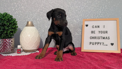 DOBERMAN PINSCHER (OCT 17) MALES