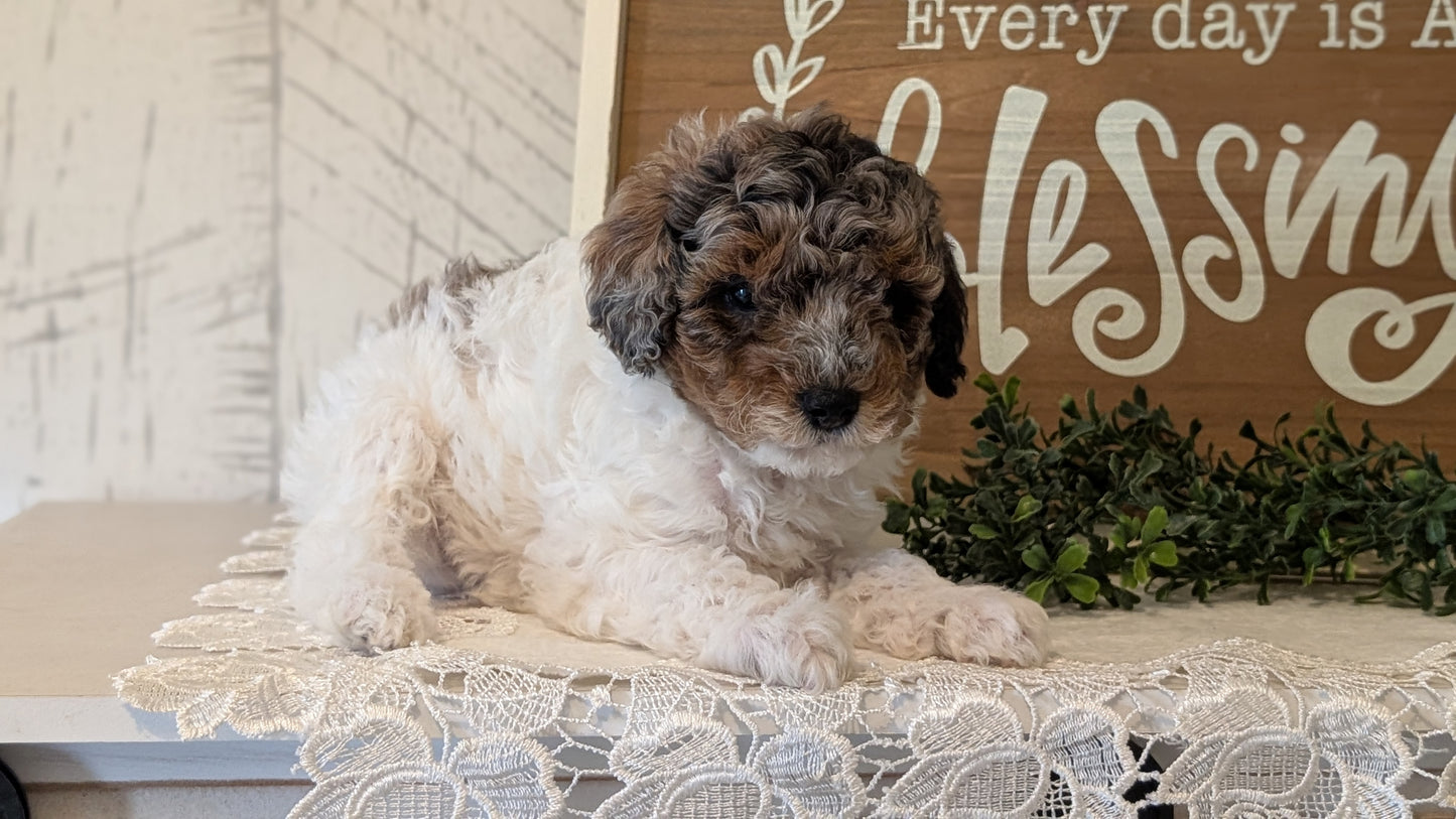 MALTIPOO (APR 05) MALES