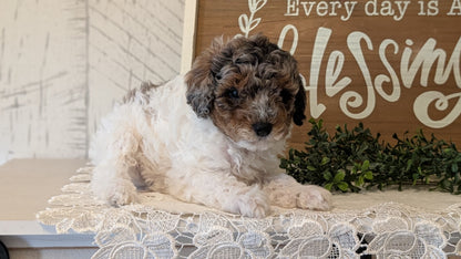 MALTIPOO (APR 05) MALES