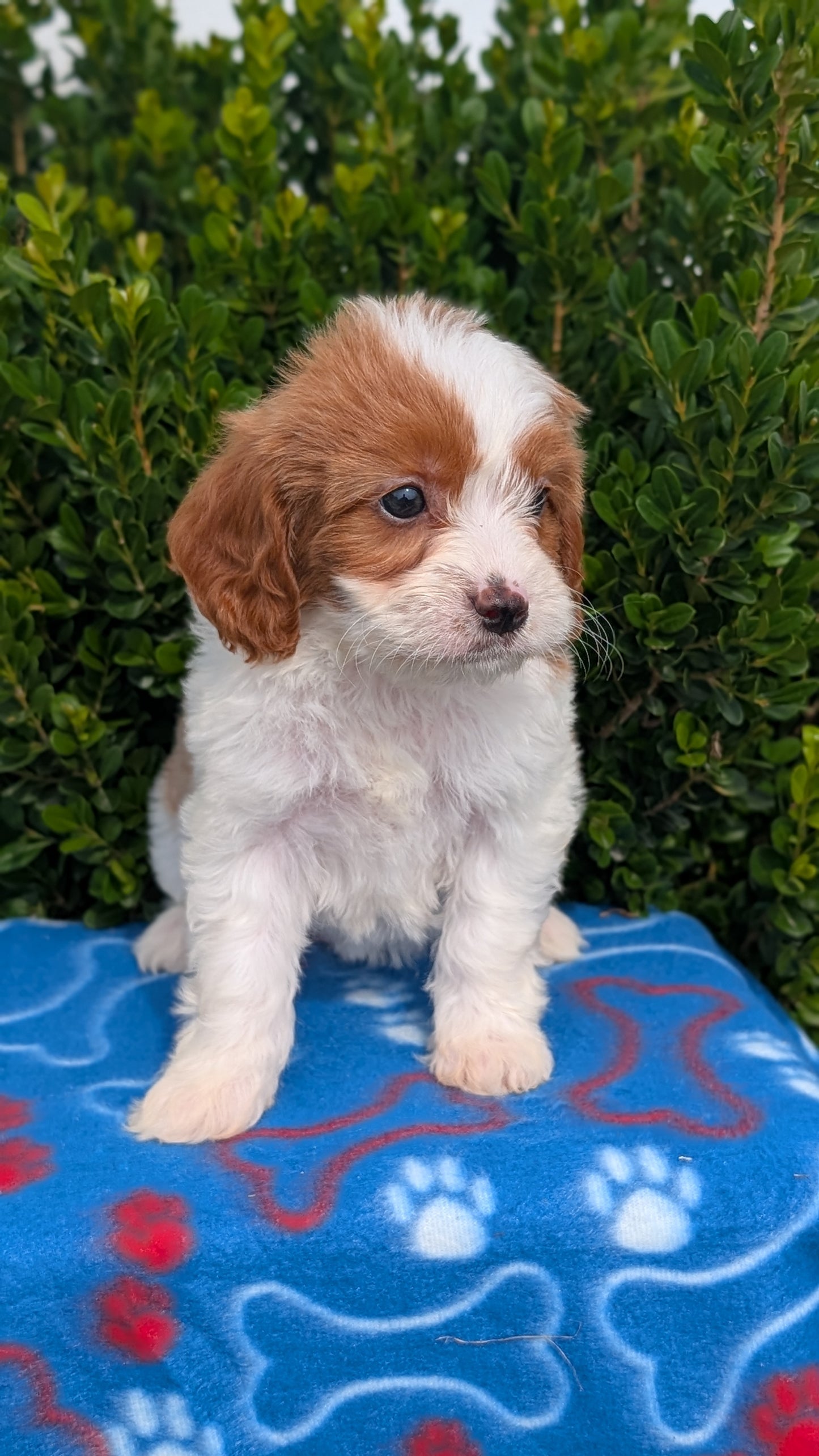 CAVAPOO (MAY 25) FEMALES