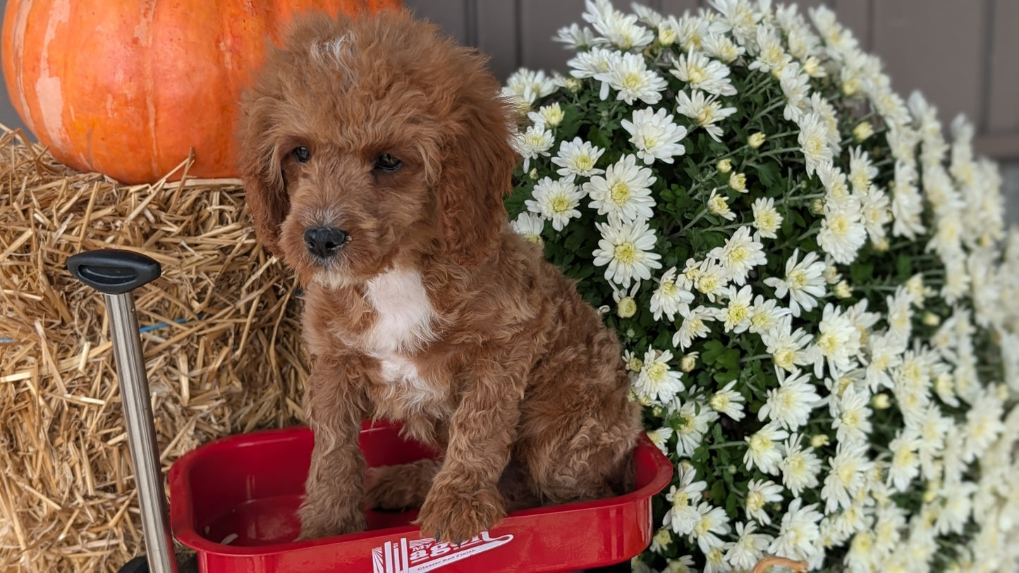 CAVAPOO (07/26) MALE