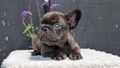 FRENCH BULLDOG (APR 24) MALES