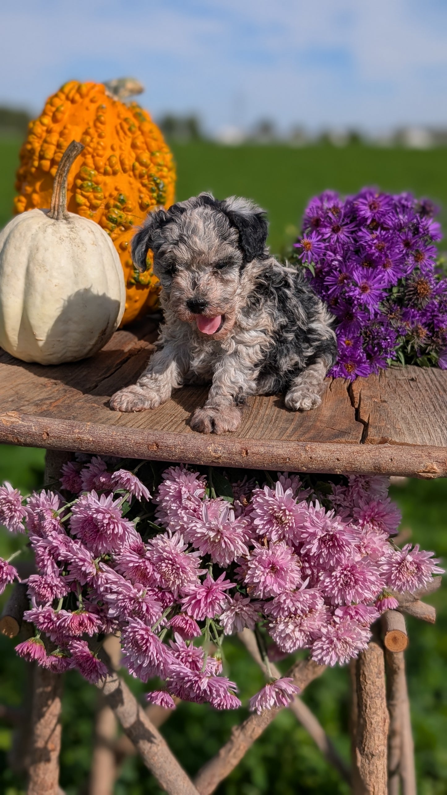 TOY POODLE (08/28) FEMALE