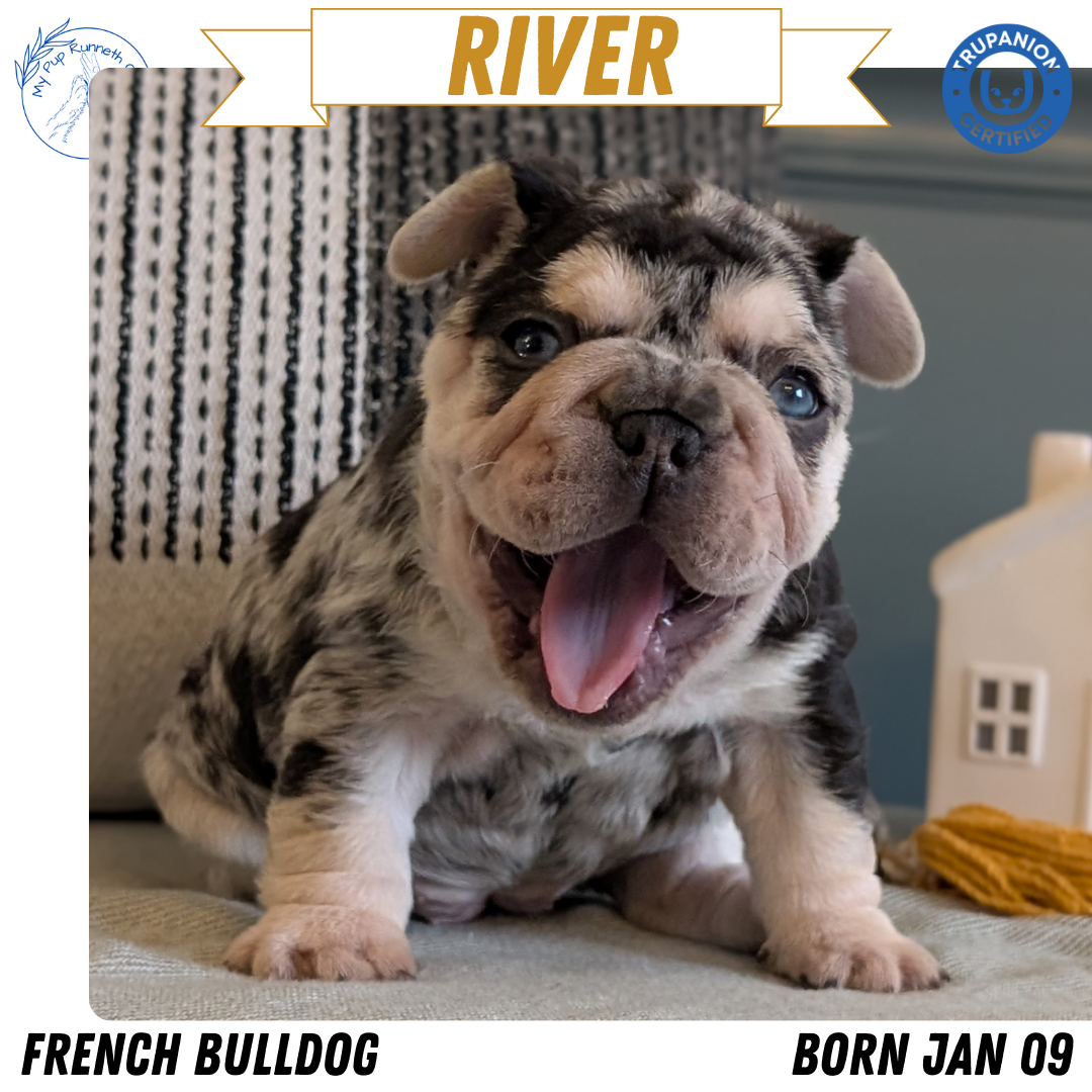 FRENCH BULLDOG (JAN 09) FEMALES