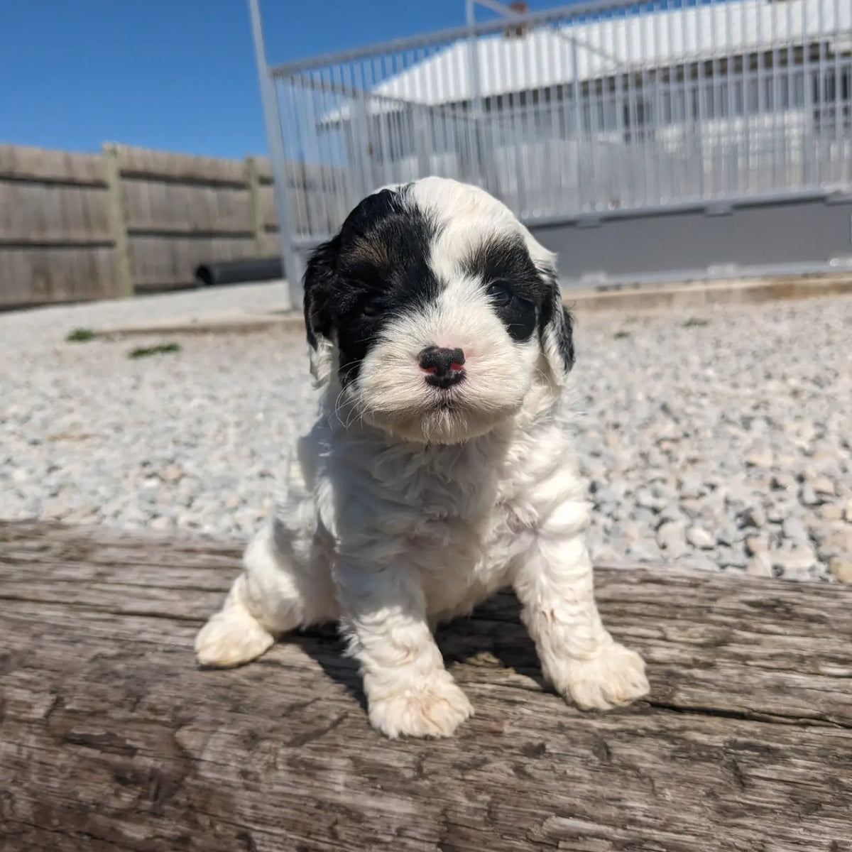 Cockapoo Temp F1B COCKAPOO (03/12) FEMALE – My Pup Runneth Over