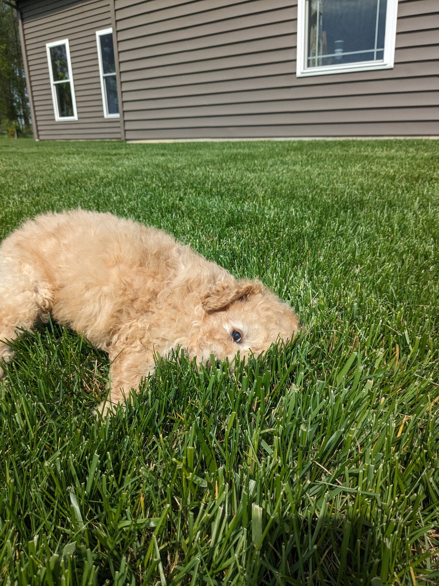 CAVAPOO (03/07) FEMALE