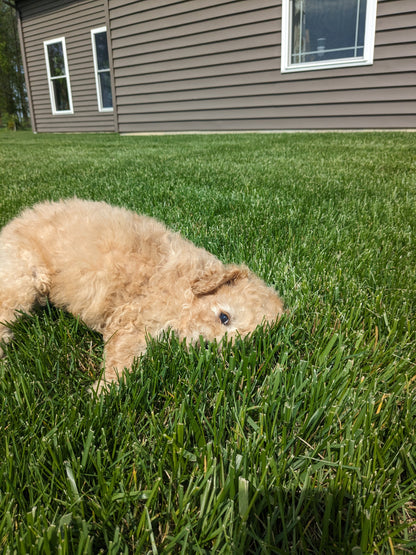 CAVAPOO (03/07) FEMALE