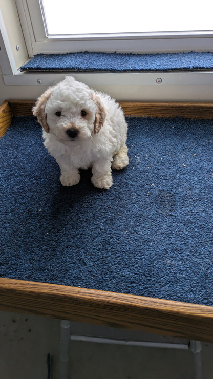 BICHPOO (12/29) MALE