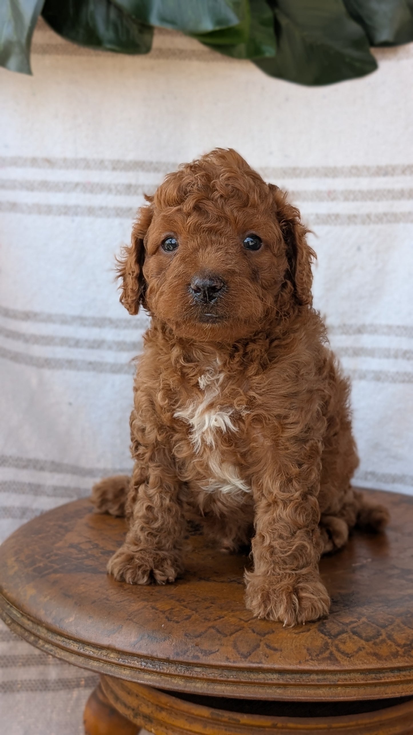 CAVAPOO (MAY 23) MALES