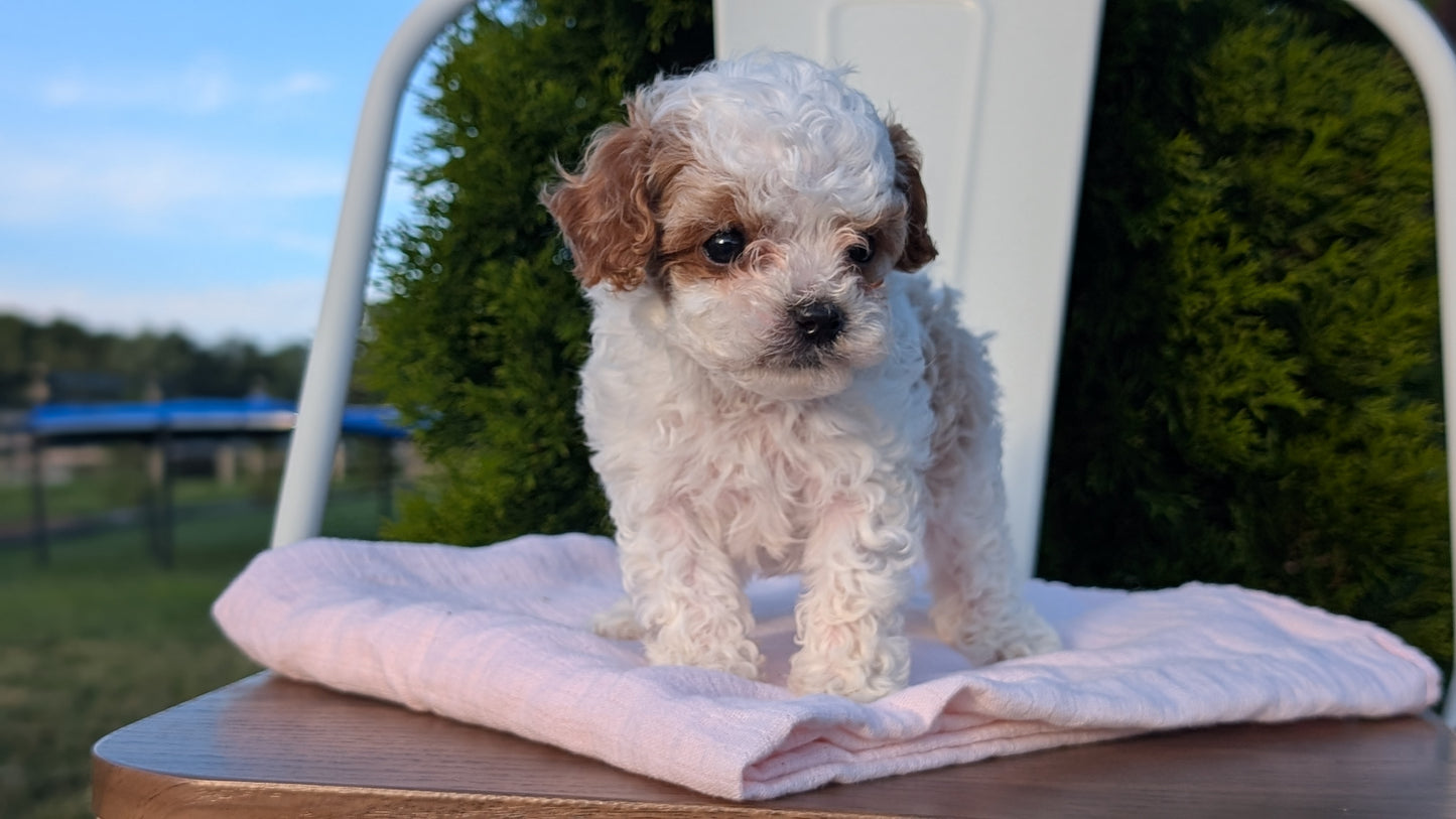 CAVAPOO (MAY 09) MALES