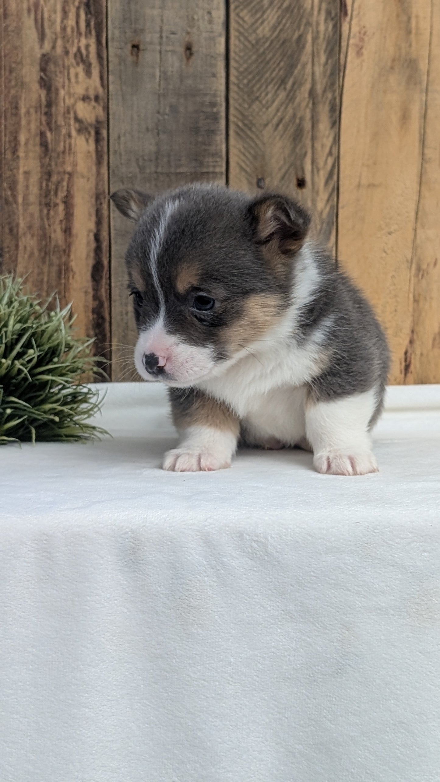 CORGI (JAN 09) MALES