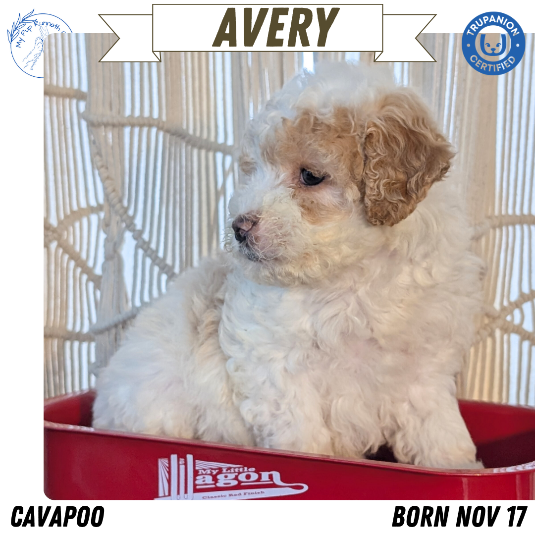 CAVAPOO (NOV 17) FEMALES