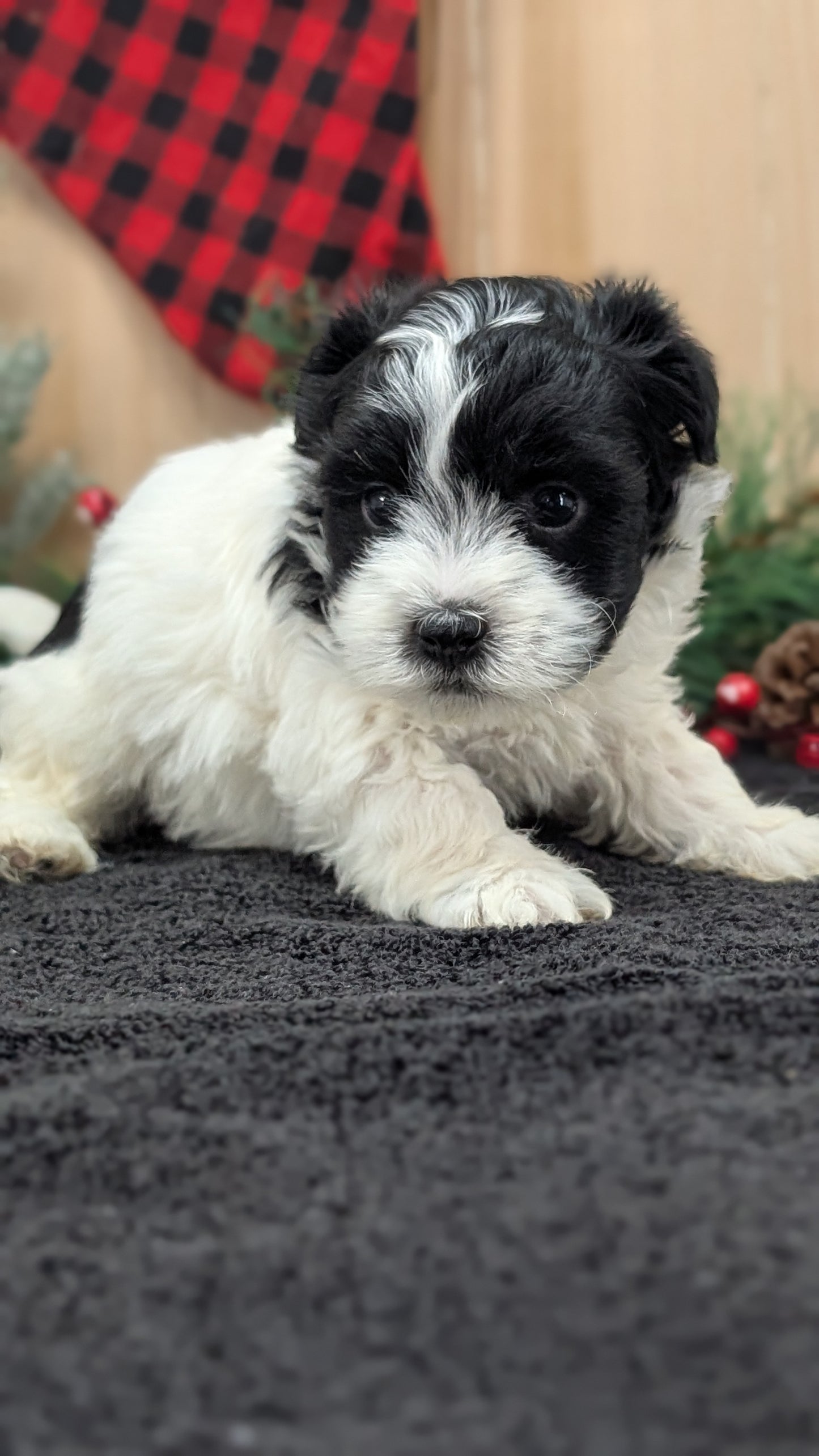HAVANESE (OCT 25) FEMALE