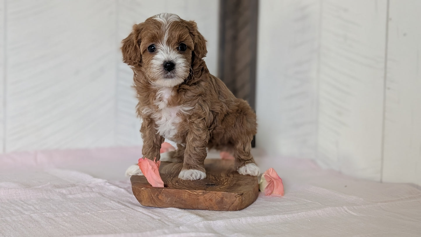 CAVAPOO (FEB 11) FEMALES