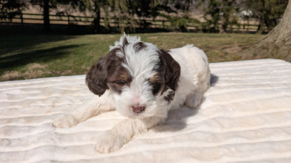 MINI BERNEDOODLE (02/09) MALE